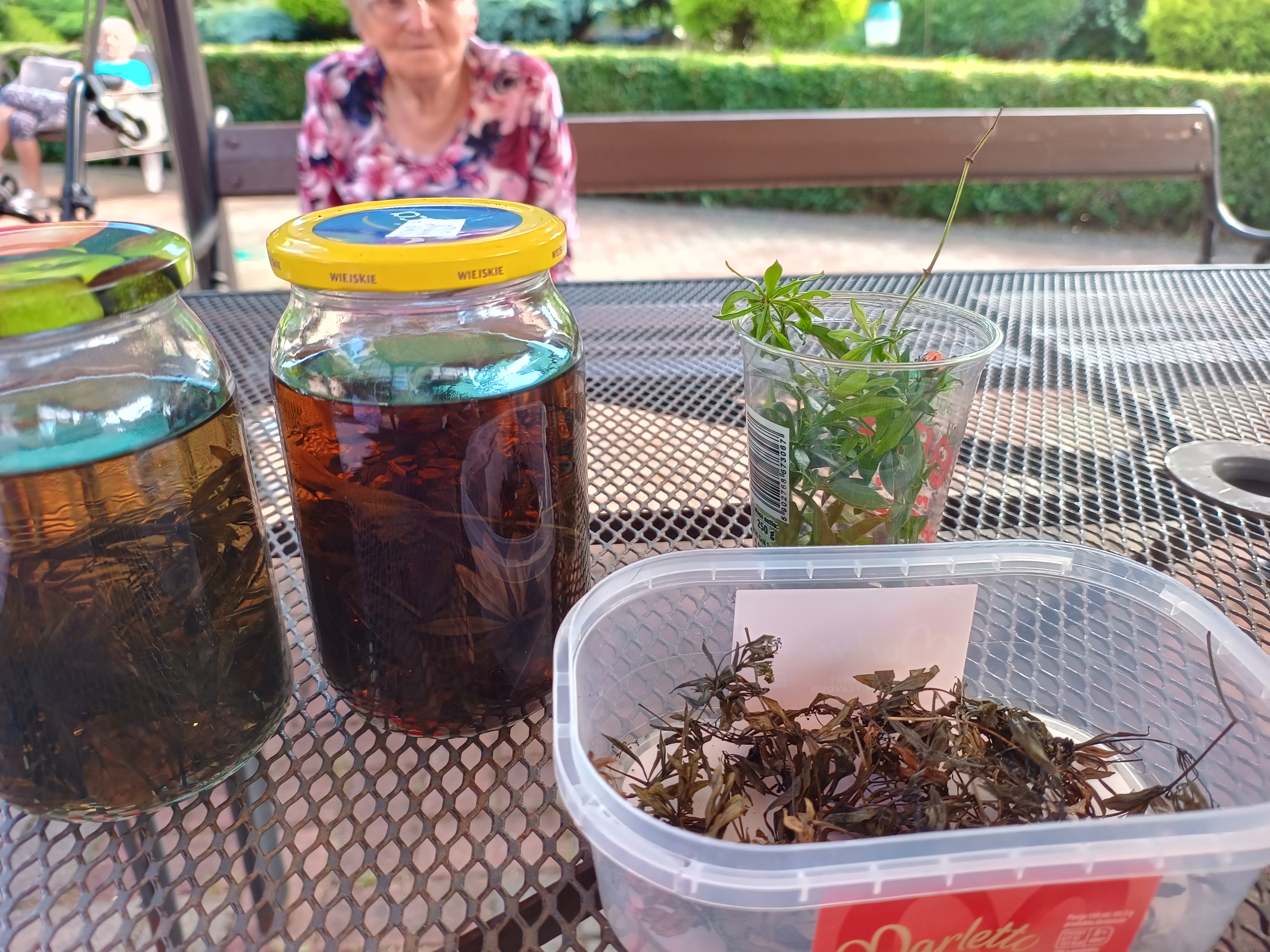 Na stoliku stoją słoje z wywarami z ziół