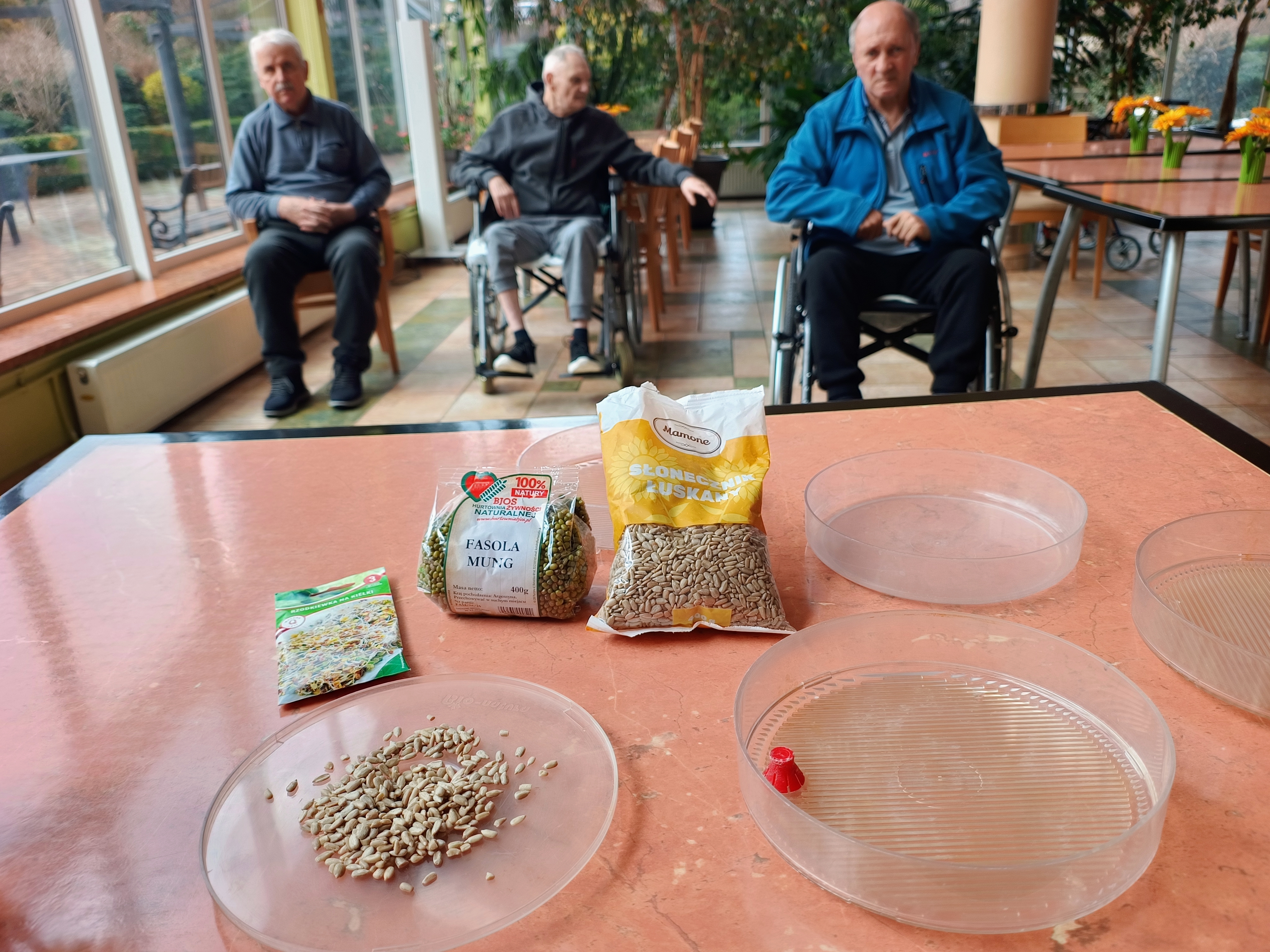 Seniorzy przy nasionach do kiełkowania - fasoli mung, słoneczniku